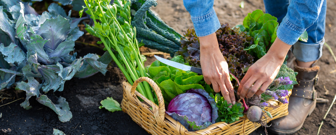 Cultivo e Produção de Hortas - CVT LIMOEIRO